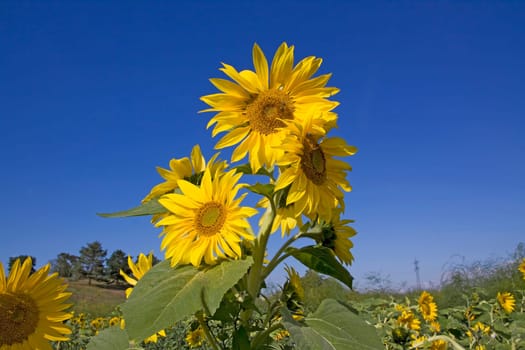 yellow sunflower blossoms at a field with blue sky