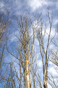 trees without leaves on blue sky