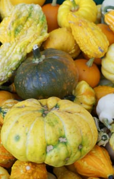 Ornamental pumpkins