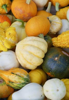 Ornamental pumpkins