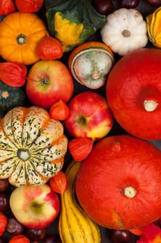 Thanksgiving background - pumpkins and apples for Thanksgiving