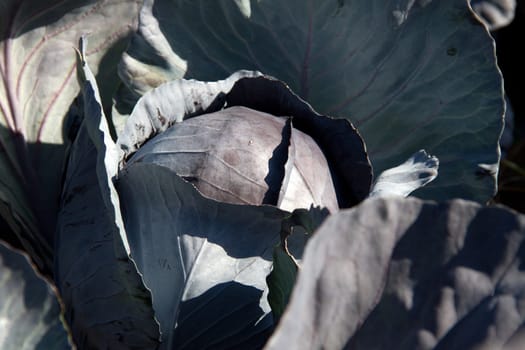 Red cabbage