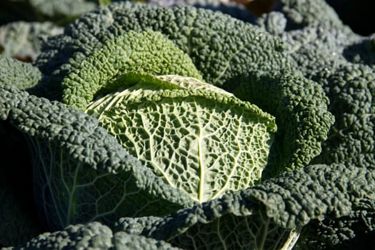Savoy cabbage
