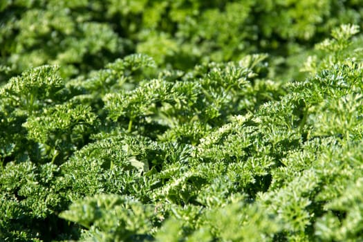 Parsley