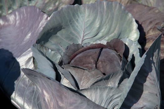 Red cabbage