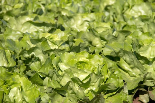 Lettuce