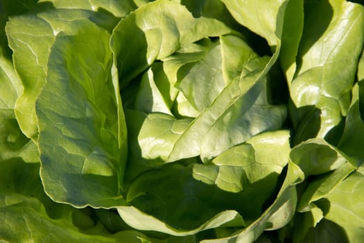 Lettuce