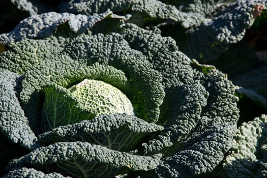 Savoy cabbage