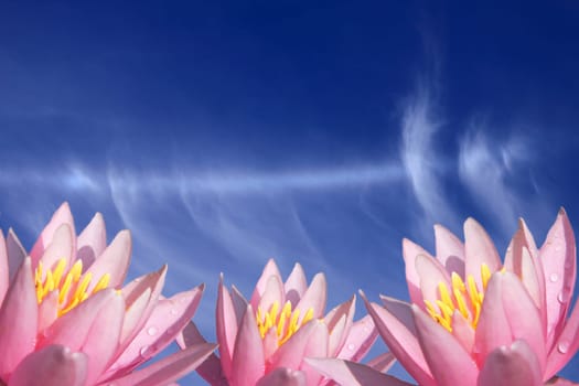 pink water lily flower with blue sky