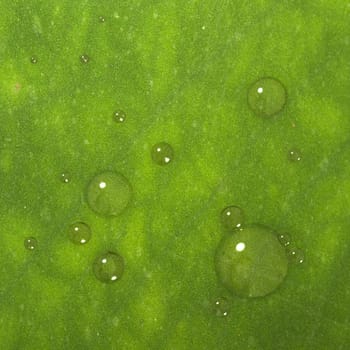 Green Leaf background with bubble for adv or others purpose use