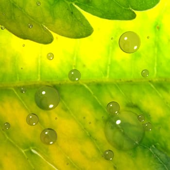 Green Leaf background with bubble for adv or others purpose use