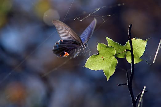Butterfly on the plant for adv or others purpose use