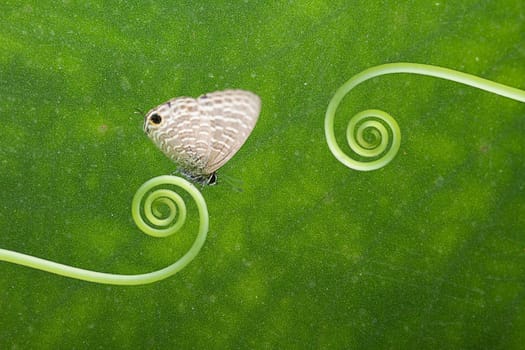 Butterfly on the plant for adv or others purpose use