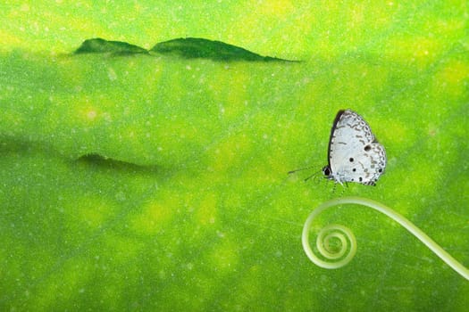 Butterfly on the plant for adv or others purpose use