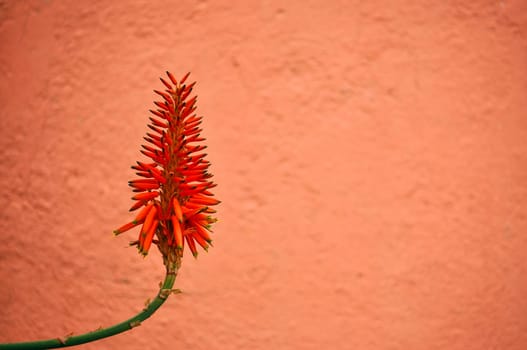 A red tropical flower set against a red background.