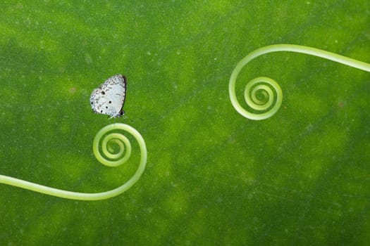 Butterfly on the plant for adv or others purpose use