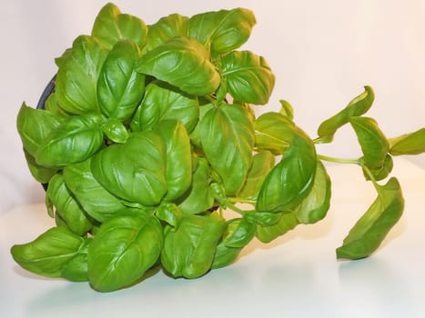 basil