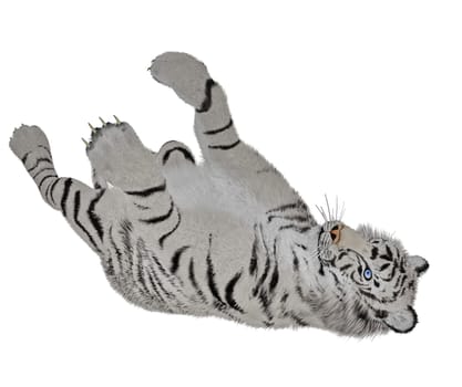 White tiger playing in white background