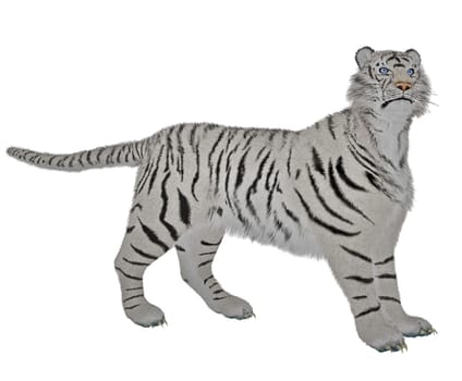 White tiger standing in alert pose in white background