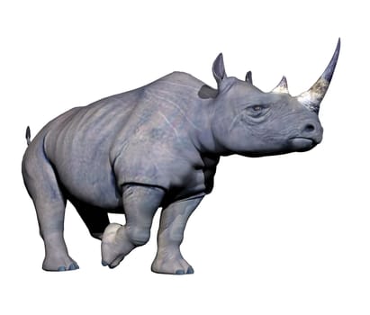 Grey rhinoceros running in white background