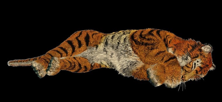 Big beautiful tiger sleeping in black background