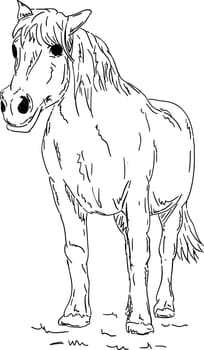 vector - Horse standing, isolated on background