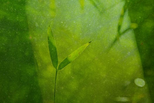 natural green background with selective focus