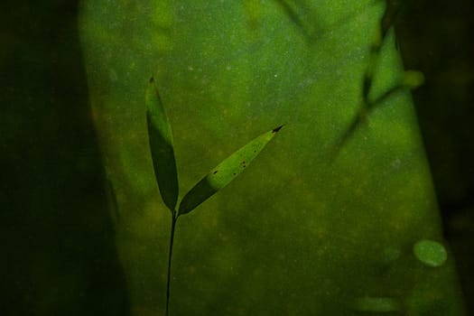 natural green background with selective focus
