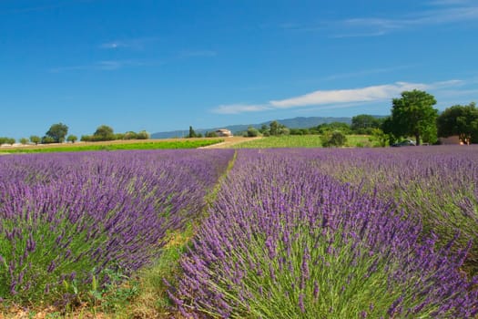 View of the landscape with lavender field (Provence, France)