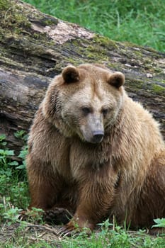 Brown bear