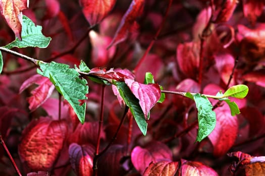 Contrasting colours in autumn