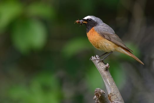 Common redstart