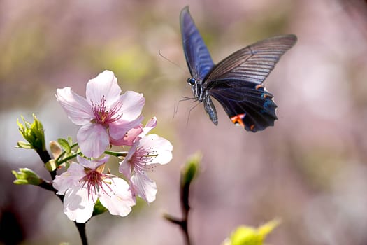Beautiful butterfly on the flower for adv or others purpose use