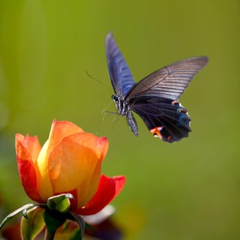 Beautiful butterfly on the flower for adv or others purpose use