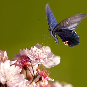 Beautiful butterfly on the flower for adv or others purpose use