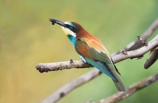 European Bee-eater or Merops apiaster with catched insect
