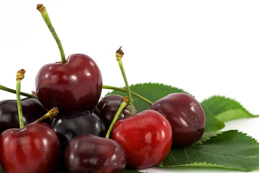 fruit