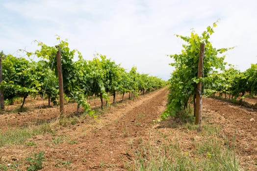 agriculture
