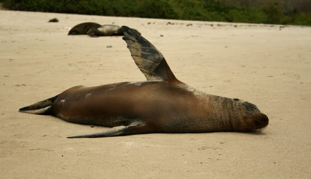 Galapagos Sea Lion