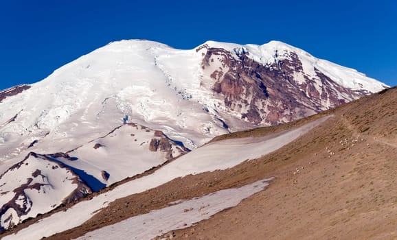 Mt. Rainier and Mountain Goats from Burroughs Mountain