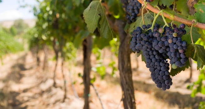 Grapes on the Vine