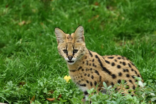 Young Serval