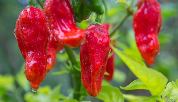Chili Bhut Jolokia