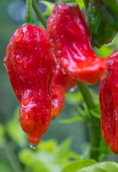 Chili Bhut Jolokia
