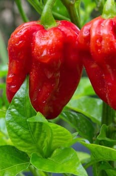 Habanero red savina