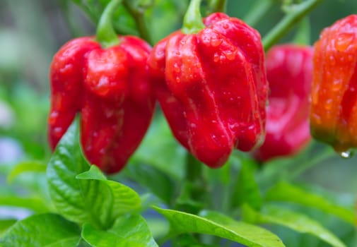 Habanero red savina