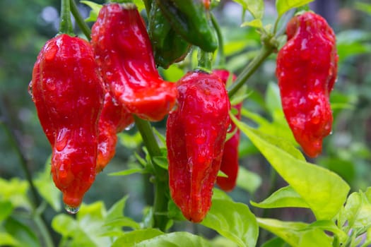 Chili Bhut Jolokia