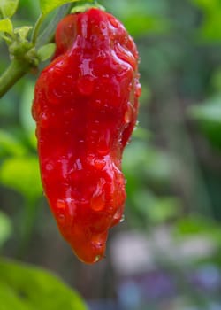 Chili Bhut Jolokia