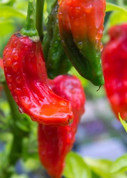 Chili Bhut Jolokia