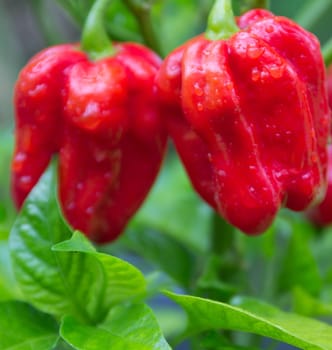 Habanero red savina